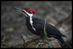 WoodPecker_5775.jpg