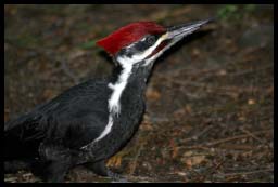 WoodPecker_5803.jpg