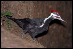 WoodPecker_5839.jpg